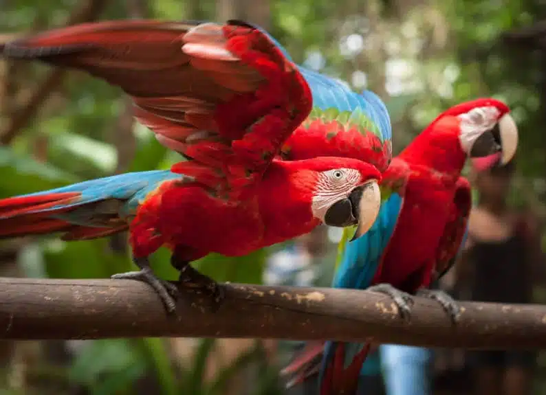 Parque das Aves em Foz do Iguaçu (Foto: Divulgação / Parque das Aves)