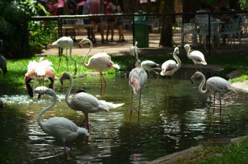 Parque das Aves