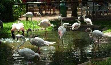 Passeio no Parque das Aves, em Foz do Iguaçu