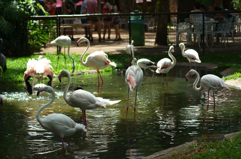 Passeio no Parque das Aves, em Foz do Iguaçu