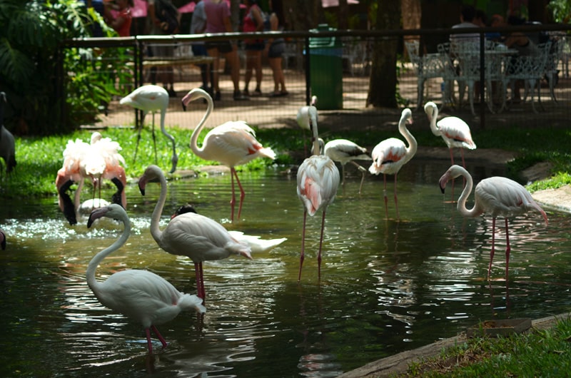 Passeio no Parque das Aves, em Foz do Iguaçu