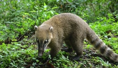 Quati entre vegetação rasteira no Parque Nacional do Iguaçu